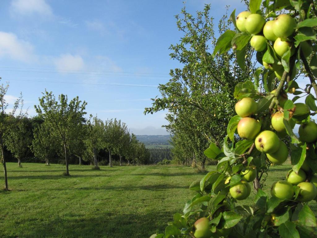 Le Mont D'Auge Bed and Breakfast Canapville  Esterno foto